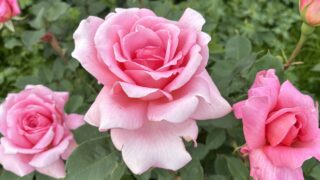 Plant Spots / おでかけ記録