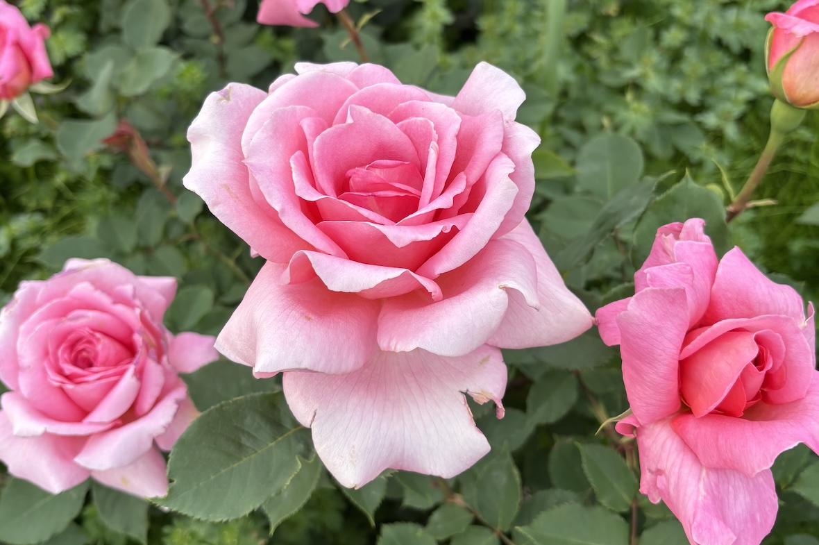 植物スポット・花の見頃・混雑情報まとめ｜あじさい・植物園など