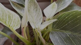 Other Houseplants / 観葉植物全般