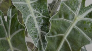 Alocasia / アロカシア