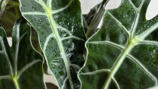 Alocasia / アロカシア