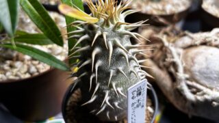 Other Houseplants / 観葉植物全般