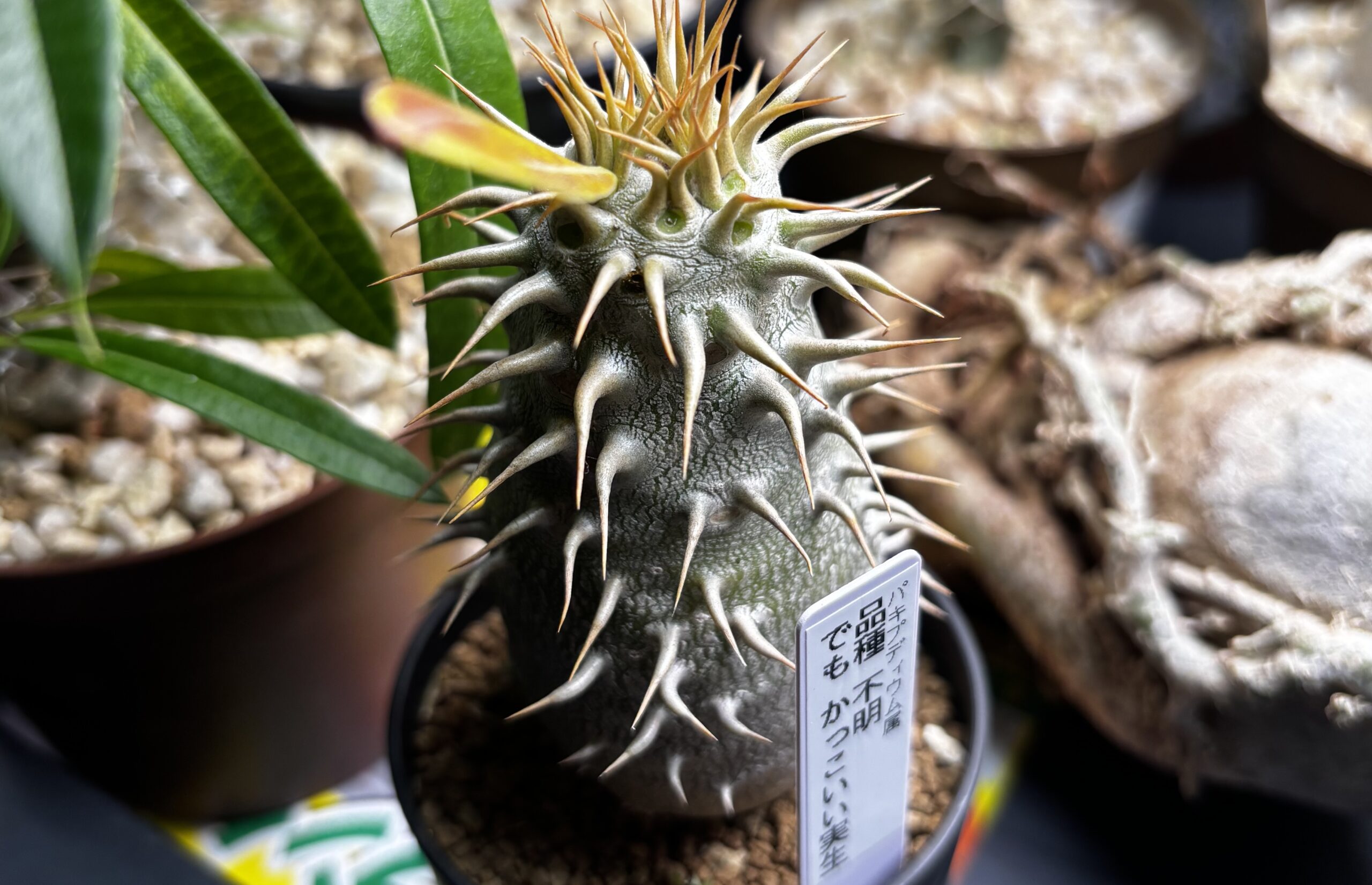 観葉植物の育て方まとめ｜ポトス・フィロデンドロン・塊根植物