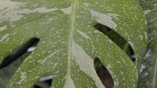 Monstera / モンステラ