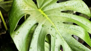 Monstera / モンステラ