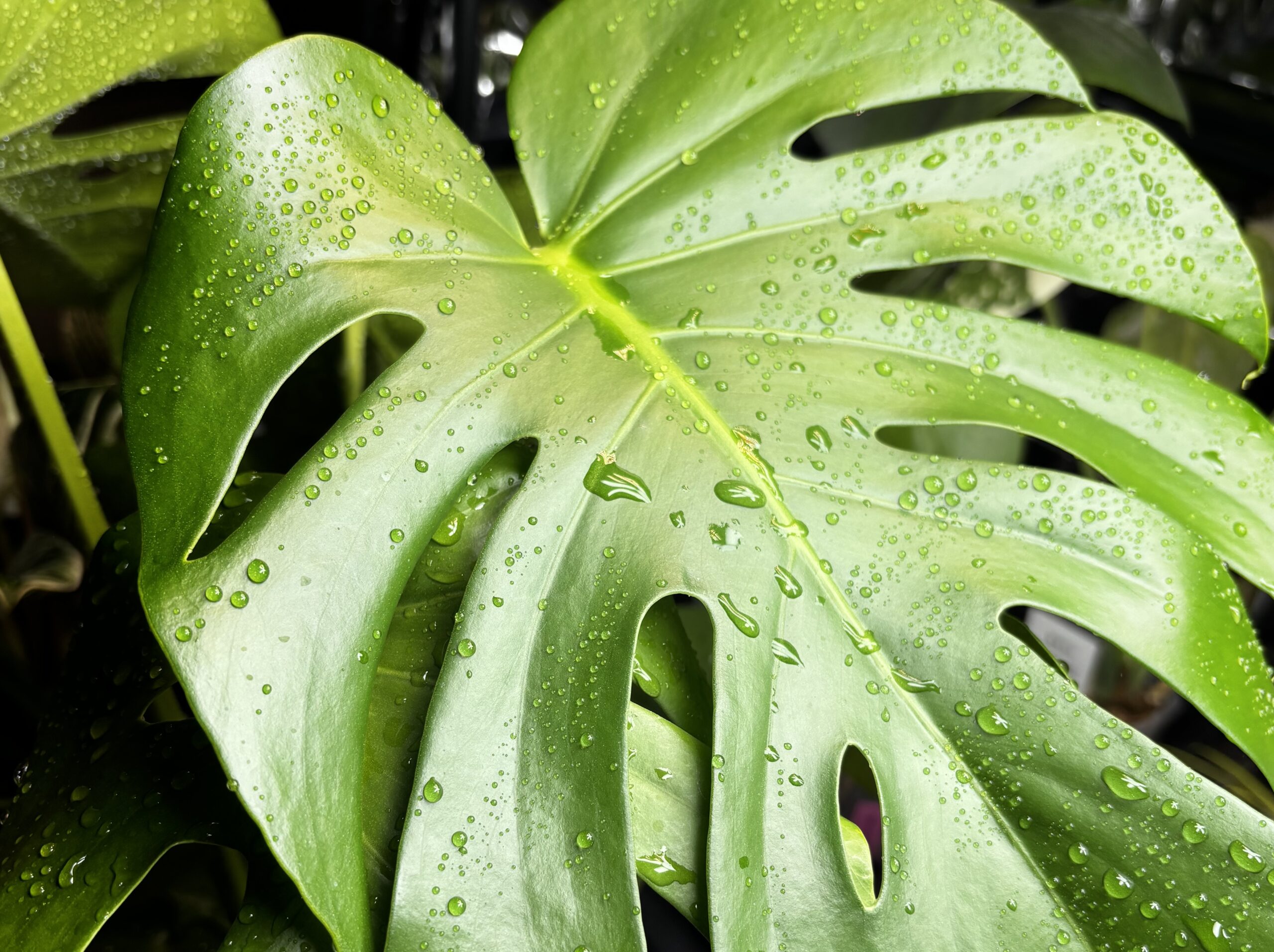 モンステラの育て方｜植え替え・増やし方・トラブル対策まとめ