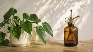 Sccess / 成功のコツ