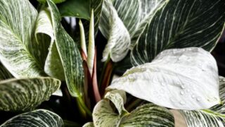 Philodendron / フィロデンドロン