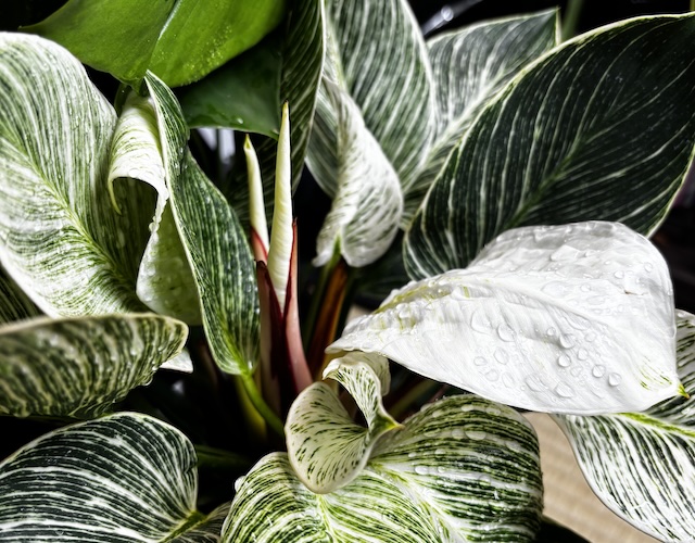 Philodendron / フィロデンドロン
